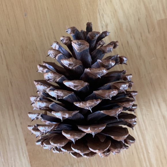 Large Pinecones (9) - Picture 2 of 5
